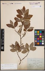 Foto von Salix caprea L. x Salix silesiaca Willd.